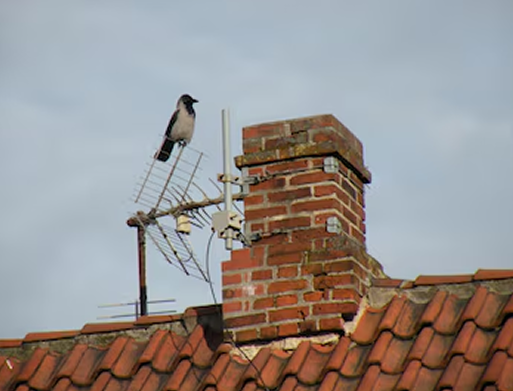 CHIMNEY ANIMAL REMOVAL